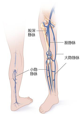 小腿血管示意图图片